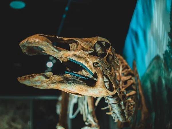 A cosa serve la paleontologia?
